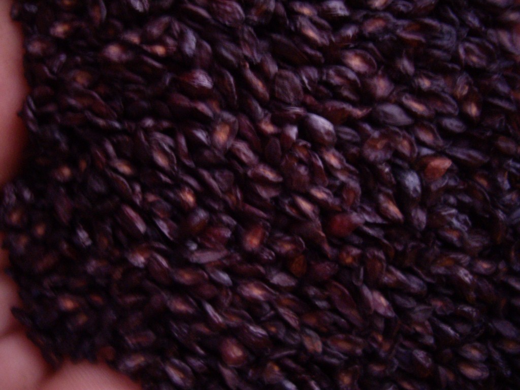 sementes de eucalipto citriodora  pacotes 1 kg 