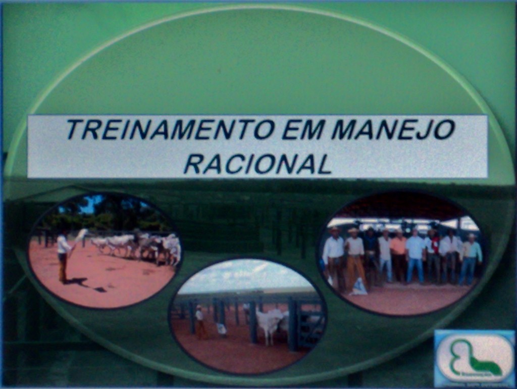 TREINAMENTO EM MANEJO RACIONAL P/ BOVINOS 