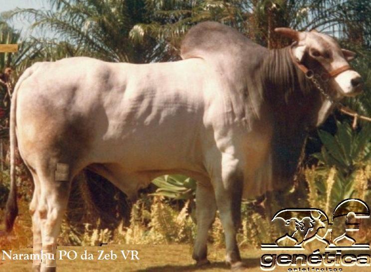 Narambu PO da Zeb VR Doses