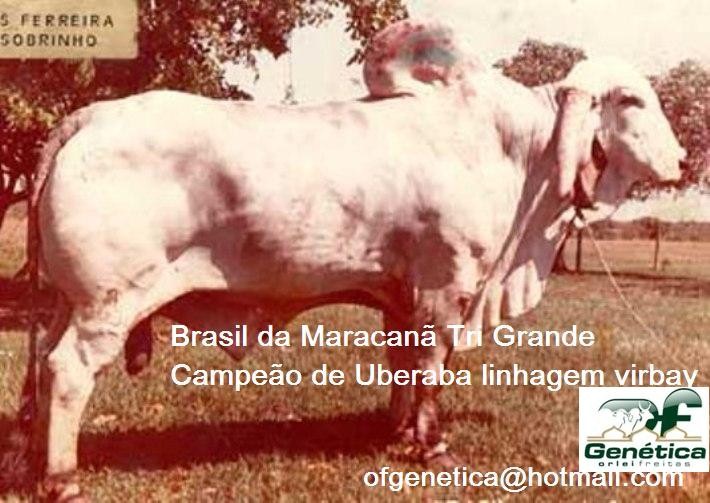 Brasil da Maracanã 