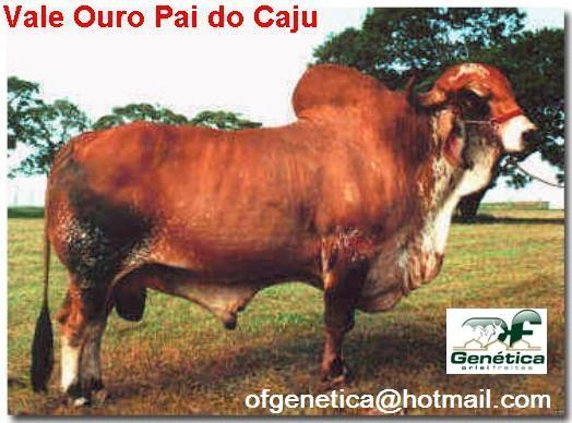 Vale Ouro de Brasilia 