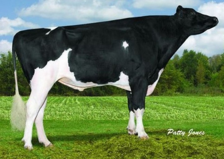 BRAEDALE GOLDWYN Doses