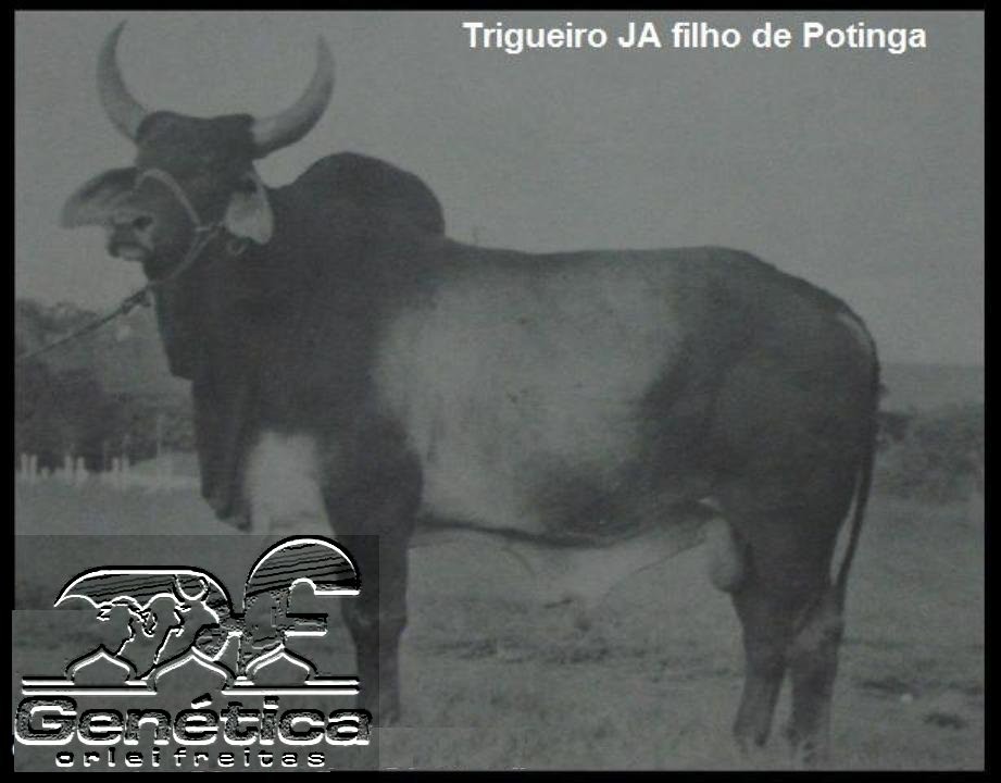 Trigueiro JA Ampolas
