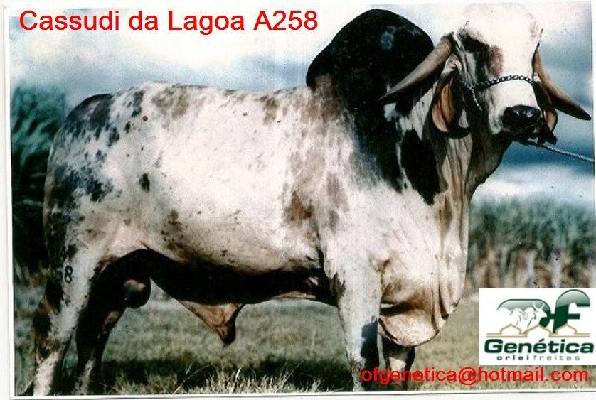 Krishna Sakina Cassudi A258 