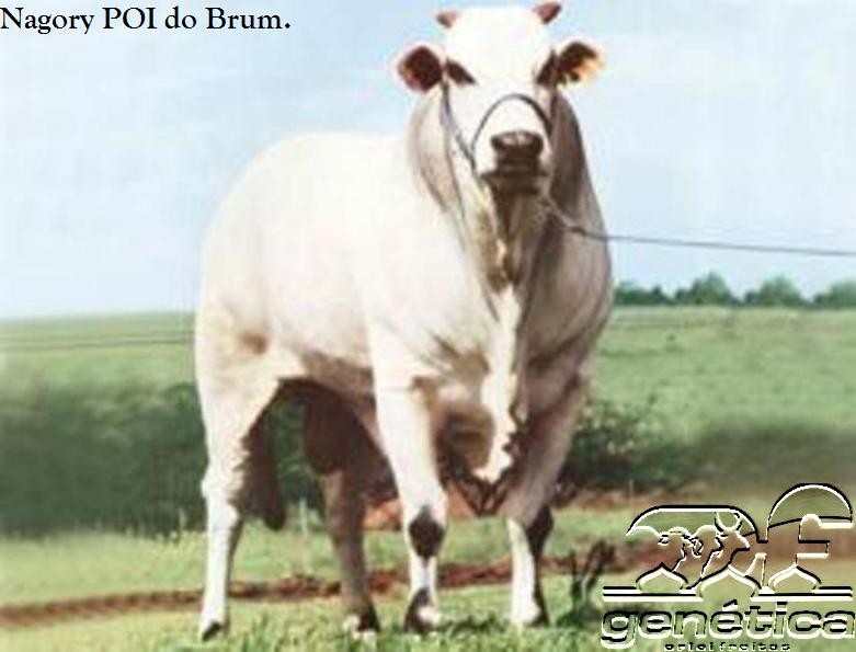 Nagori POI do Brumado Doses