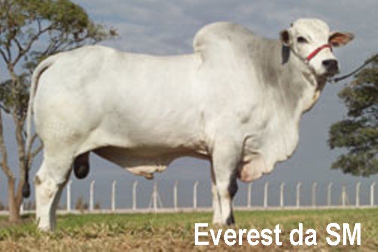 Everest da Sta Marina Doses