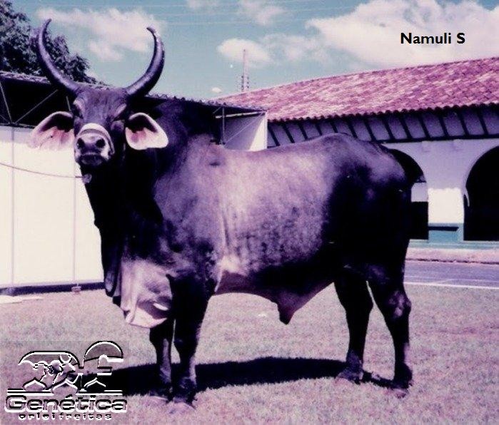 Namuli S Doses