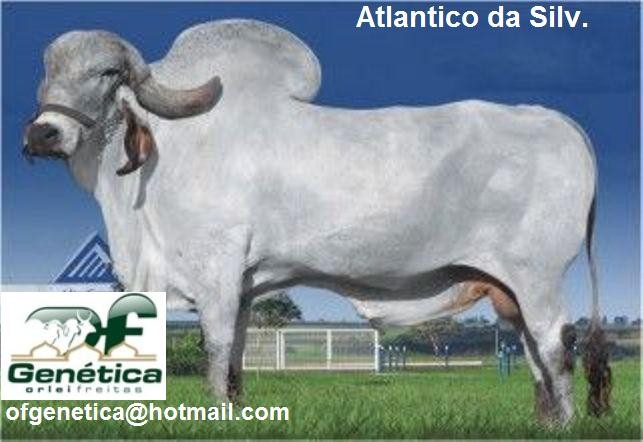 Atlantico da Silvania 