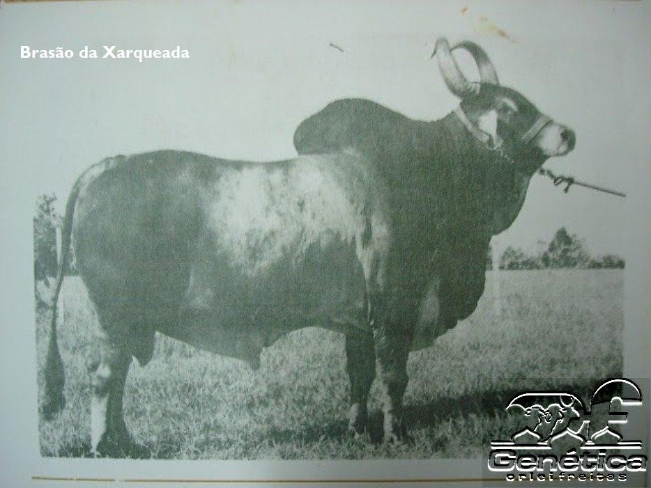 Brasão da Xarqueada Ampolas