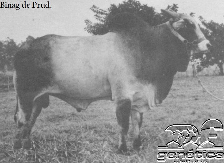 Binag de Prudeindia Ampolas