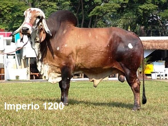 Imperio 1200 