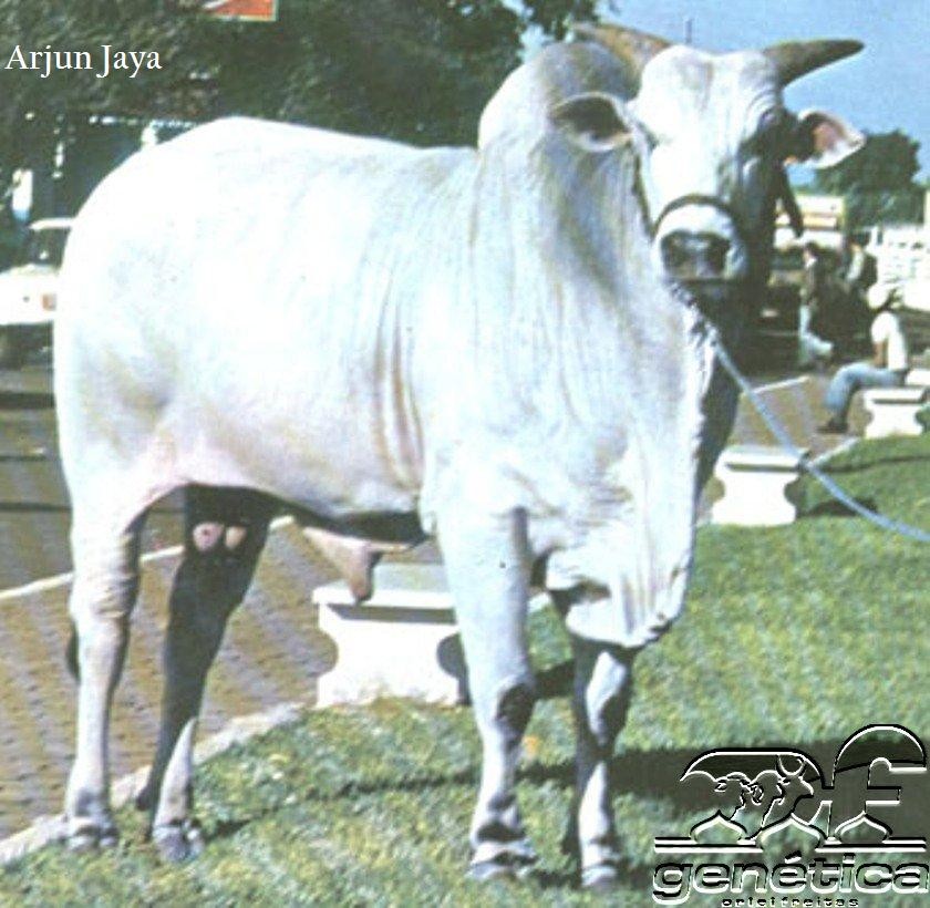 Arjun Jaya POI DC Ampolas