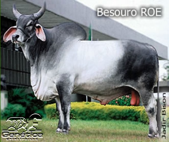 Besouro ROE Doses