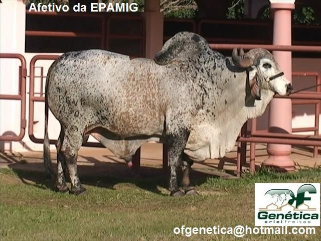 Afetivo da EPAMIG 