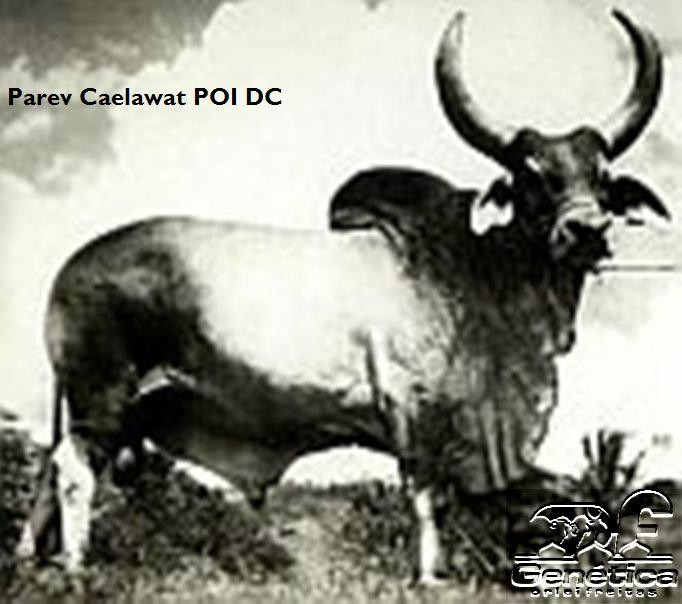 Parev Bocadi Celawag II Doses