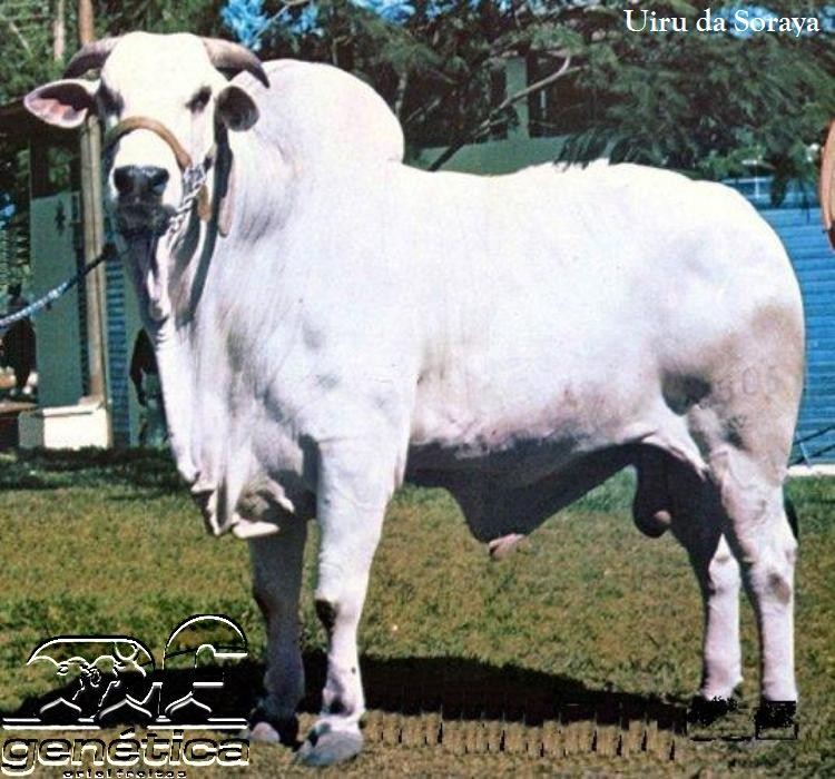 Uirú da Soraya Doses