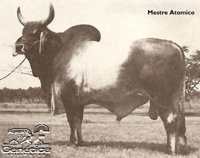 Mestre Atomico da SC Doses