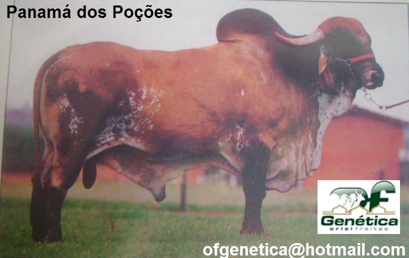 Panamá dos Poções 