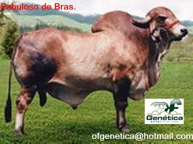 Fabuloso de Brasilia 