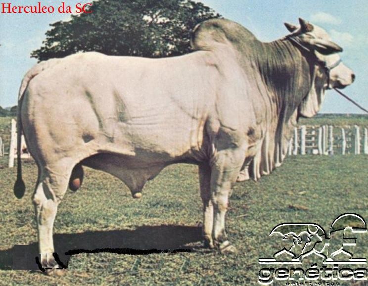 Herculeo da SC Ampolas