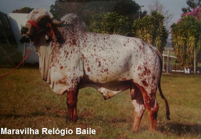 Maravilha Relógio Baile 