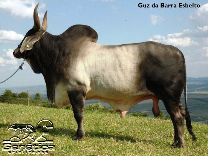 Esbelto da Barra Doses
