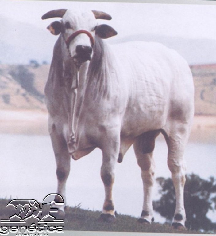 Ion MJ do Sabia Doses