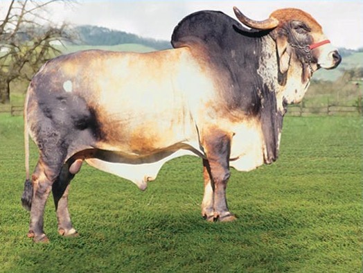 Meteoro de Brasilia sexado de femea 