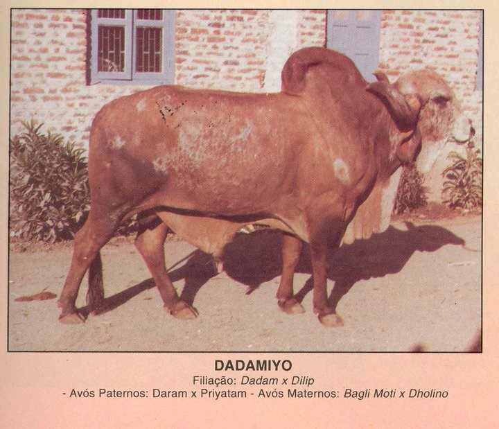Dadamyio  