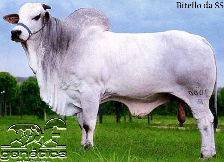 Bitello da SS Doses