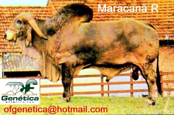 Maracanã R 