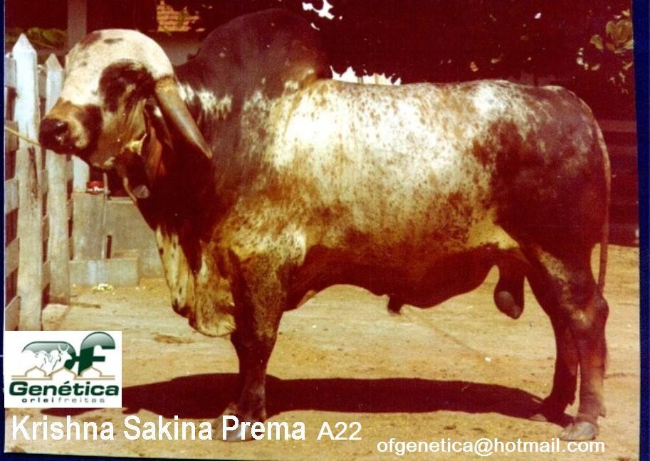 Krishna Sakina Prema A22 