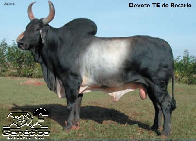 Devoto TE do Rosário Doses