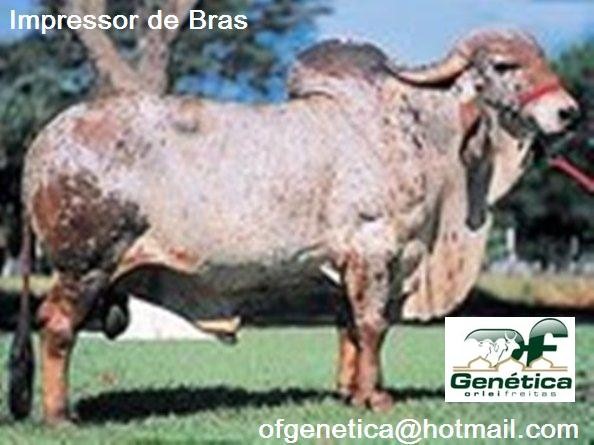 Impressor de Brasilia 