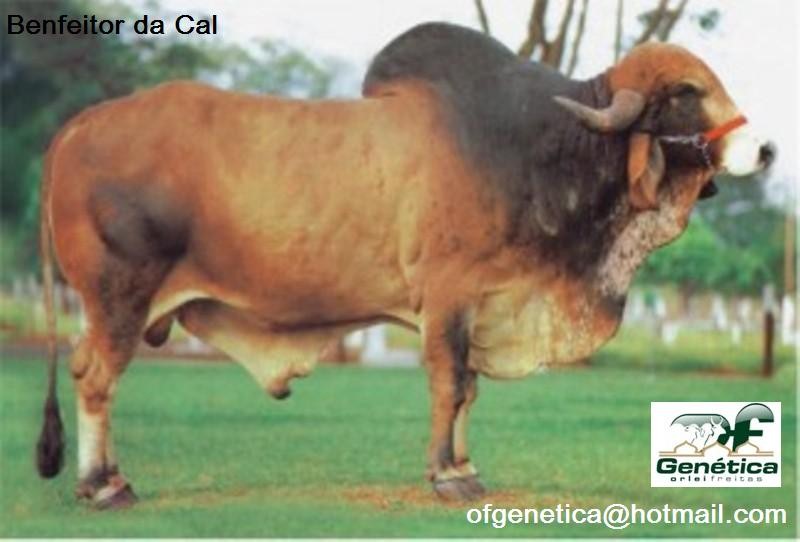 Benfeitor da Cal 
