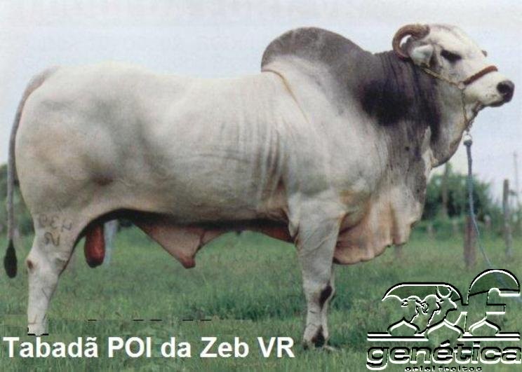 Tabadan POI da Zeb VR Doses