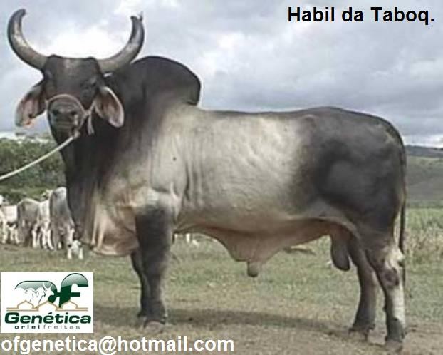 Habil da Taboquinha Doses