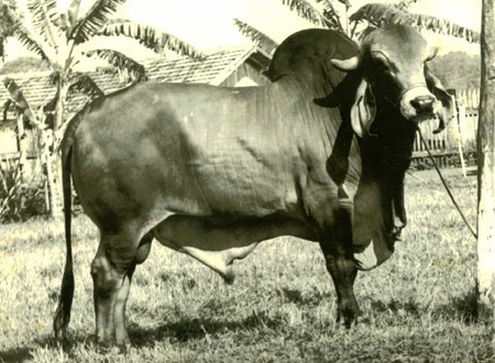 Vijaya Rupan Motti  