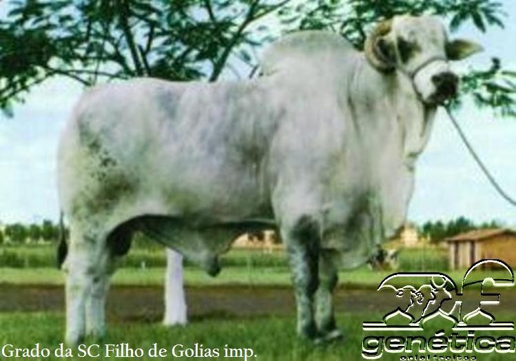 Grado da SC Doses