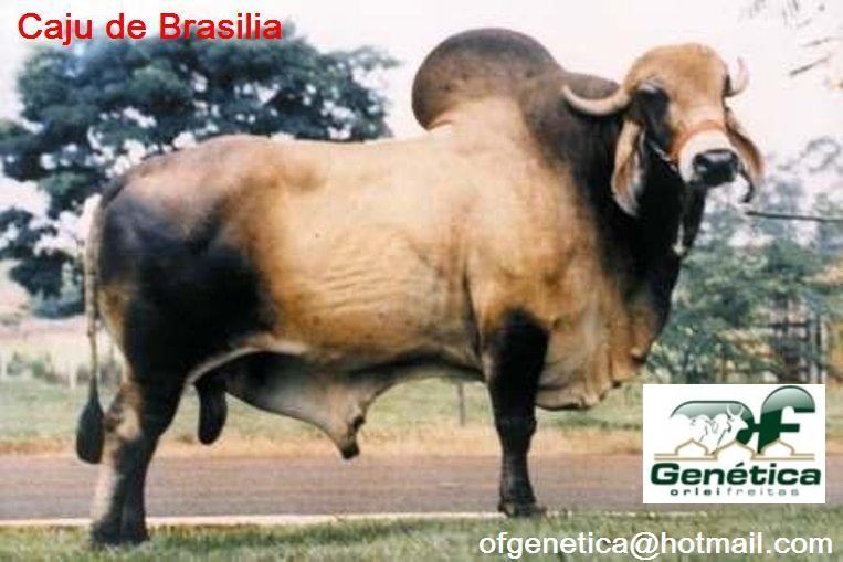 Cajú de Brasilia 