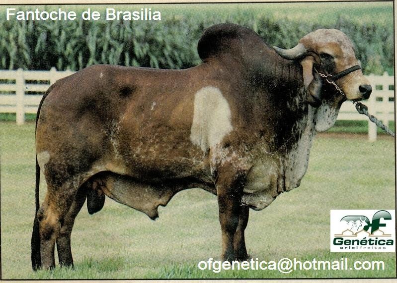 Fantoche de Brasilia 