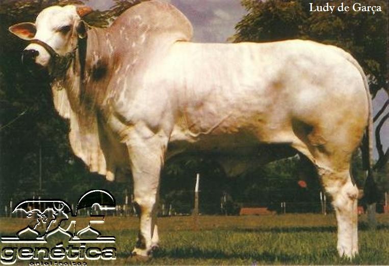 Ludy de Garça Doses