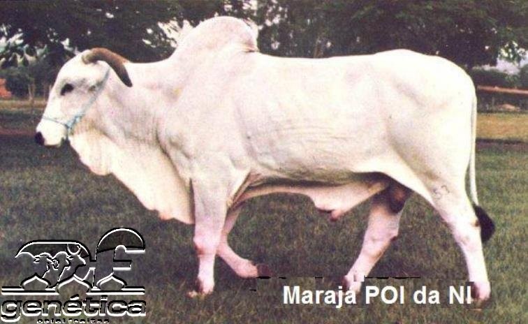 Maraja da NI Ampolas