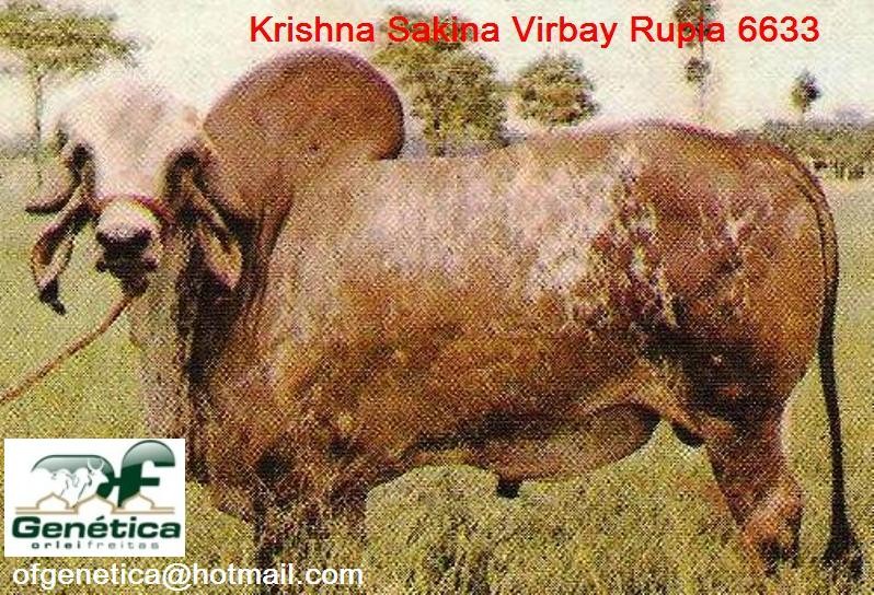 Krishna Sakina Virbay Rupia 