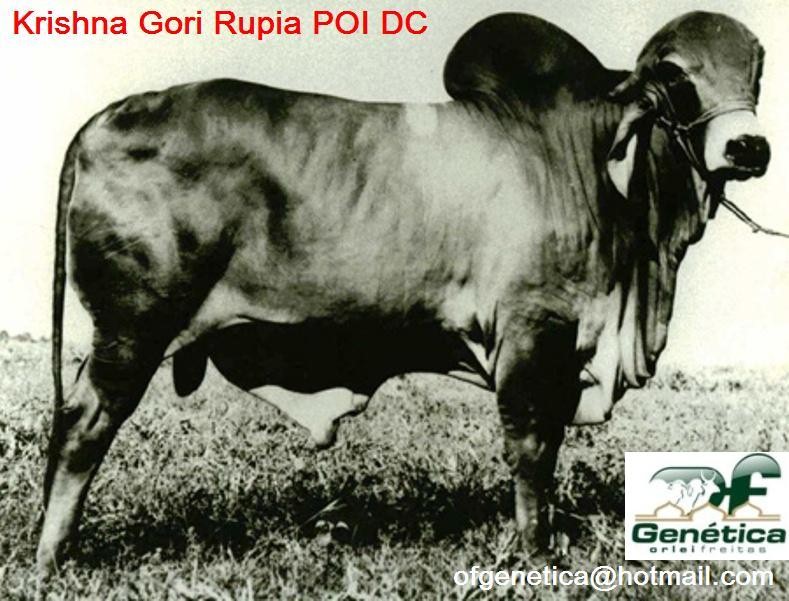 Krishna Gori Rupia 