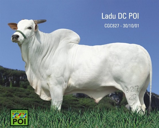 Ladu DC POI Doses