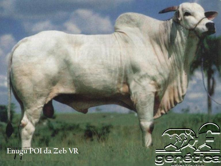 Enugu POI da Zeb VR Doses