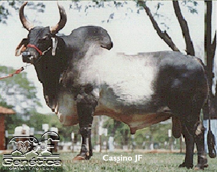 Cassino JF Doses