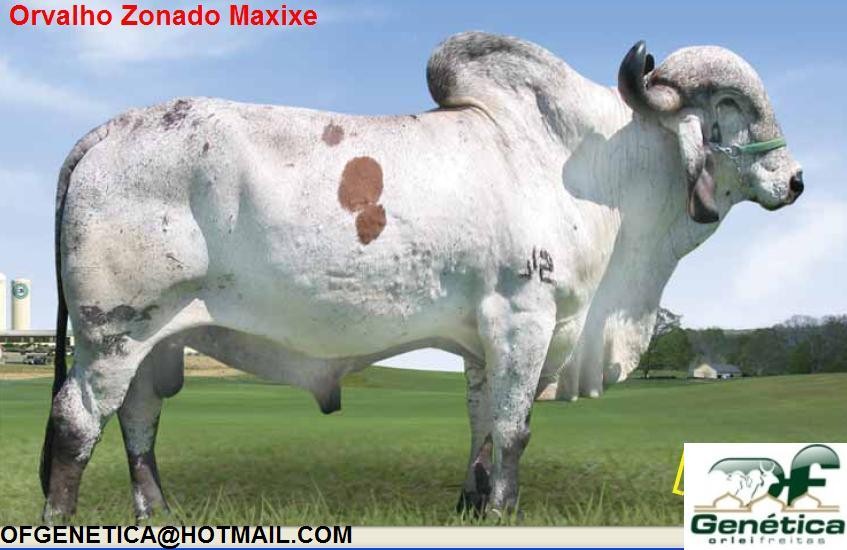 Orvalho Zonado Maxixe 