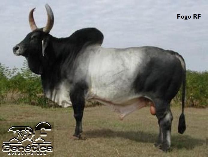 Fogo RF Doses